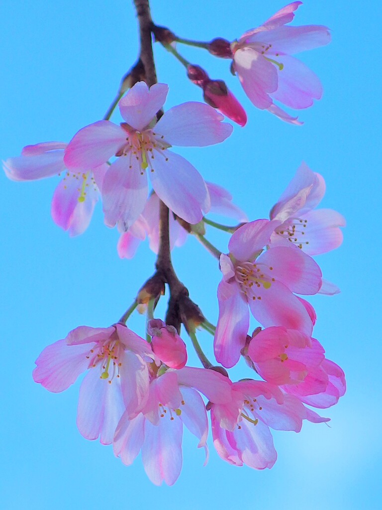 紅枝垂れ桜