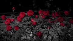 薔薇の葬列