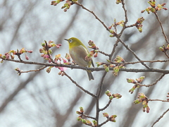 下池の河津桜にメジロ