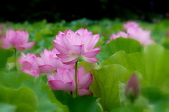 不忍池の蓮の花