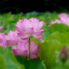 不忍池の蓮の花