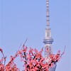 スカイツリーと河津桜