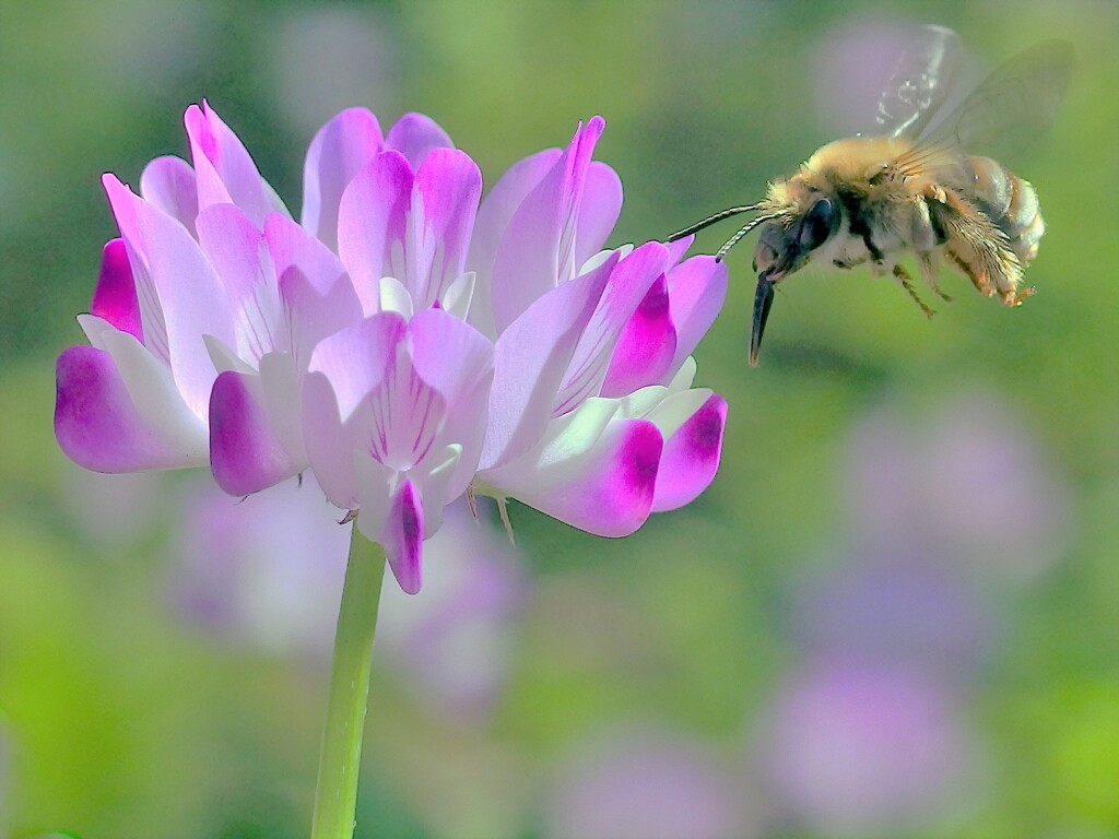 花と蜂
