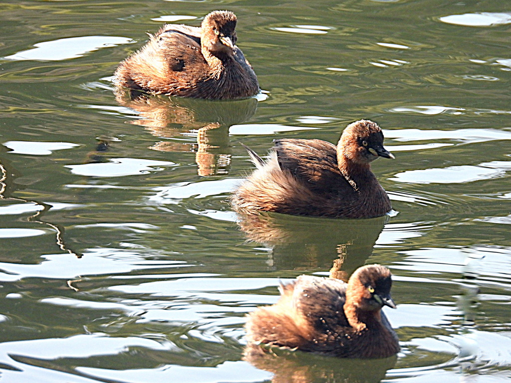 カイツブリ兄弟