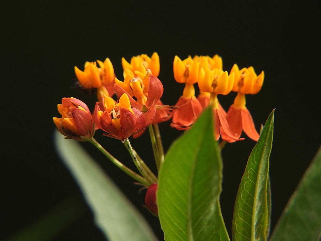 可愛い踊り子さん達
