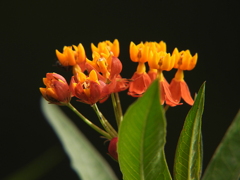 可愛い踊り子さん達