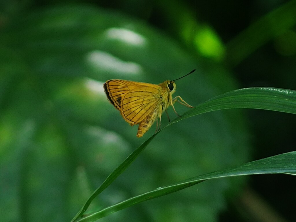 姫黄斑挵