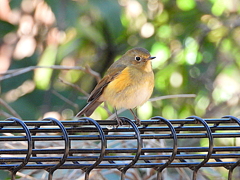 ルリビタキ♀タイプ