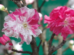 源平咲きの花桃