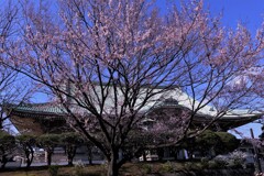 千年の桜