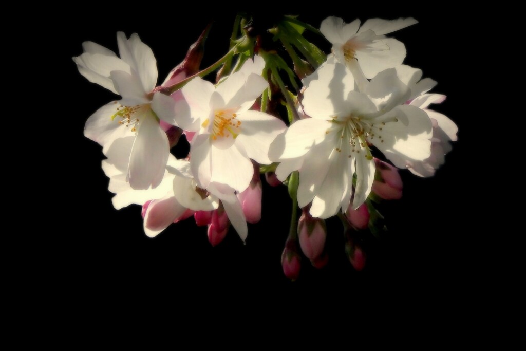 思川桜