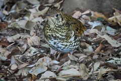 大宮八幡宮のトラツグミ