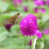 花と蝶