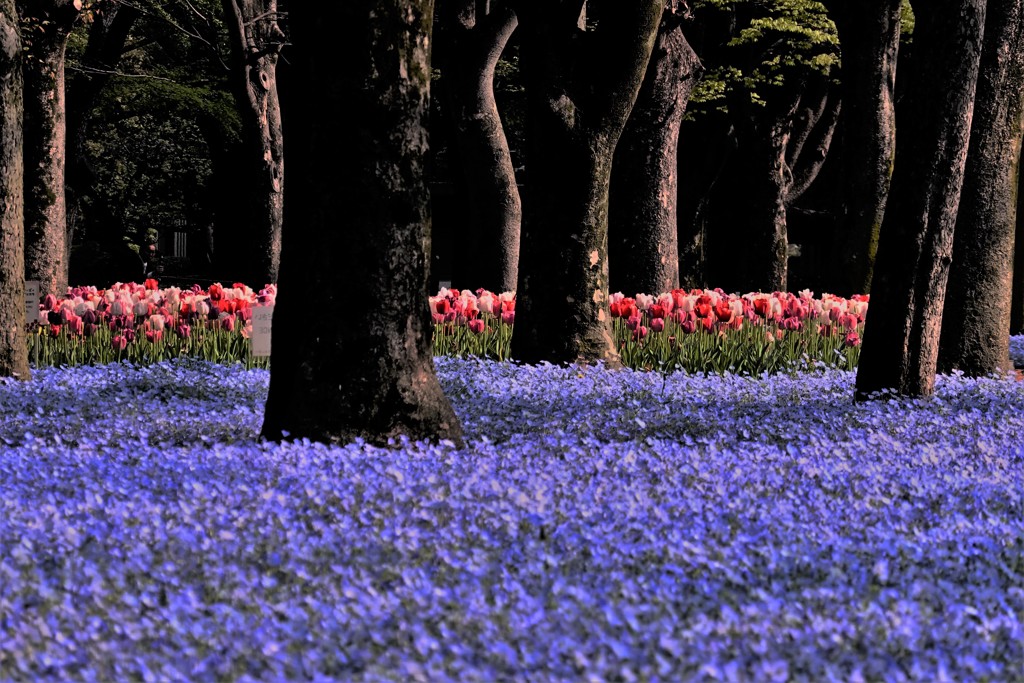 日比谷公園の春景色