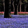 日比谷公園の春景色