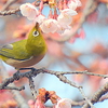 サクジロー