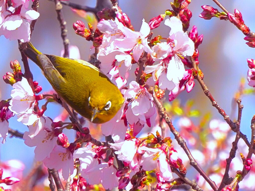 高遠小彼岸桜にメジロ