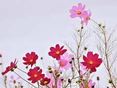秋桜