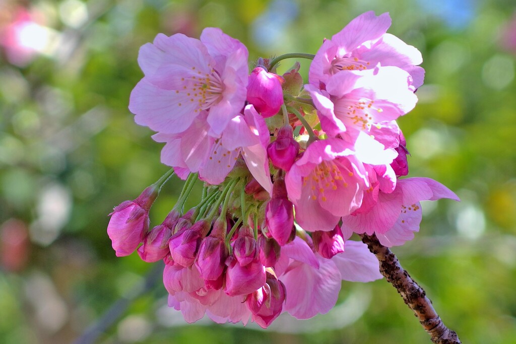 陽光桜