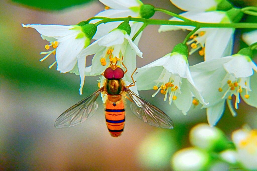 姫空木に平田虻