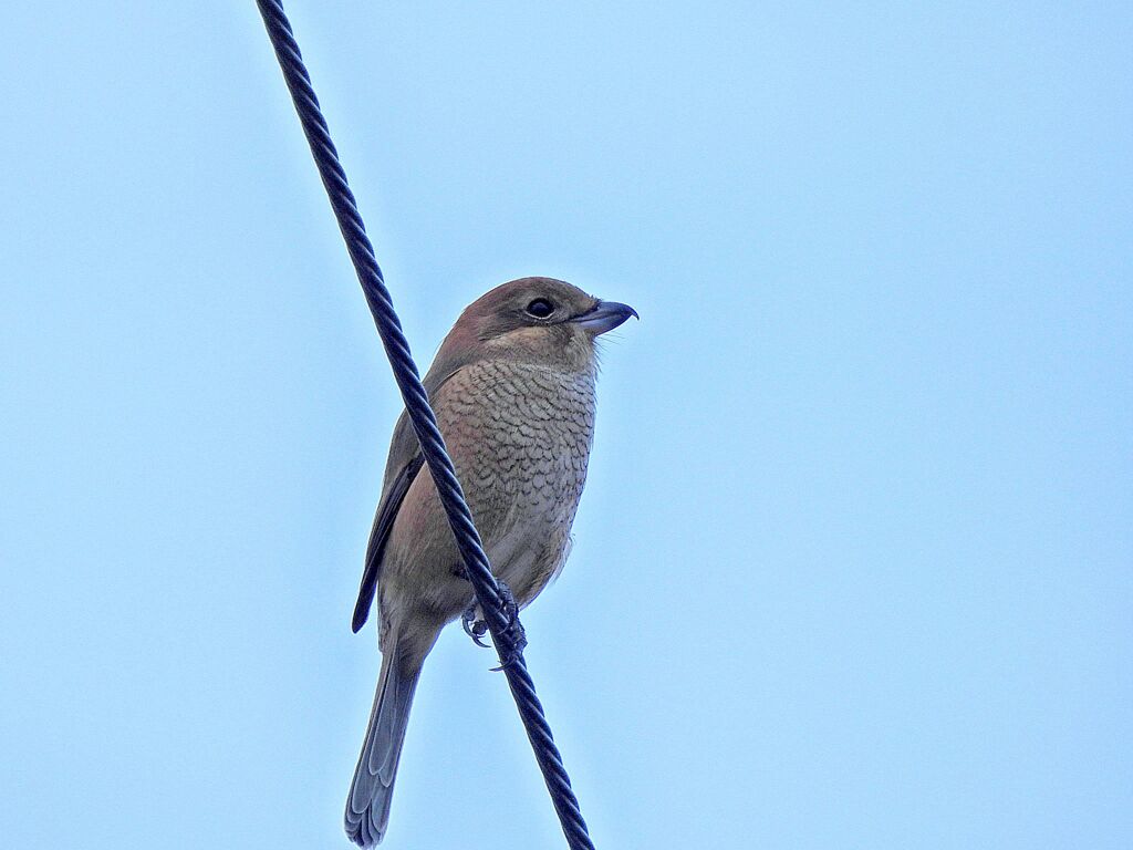 百舌鳥♀