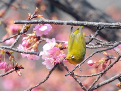 お得意のポーズ