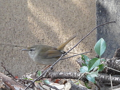 小鳥の森のウグイス