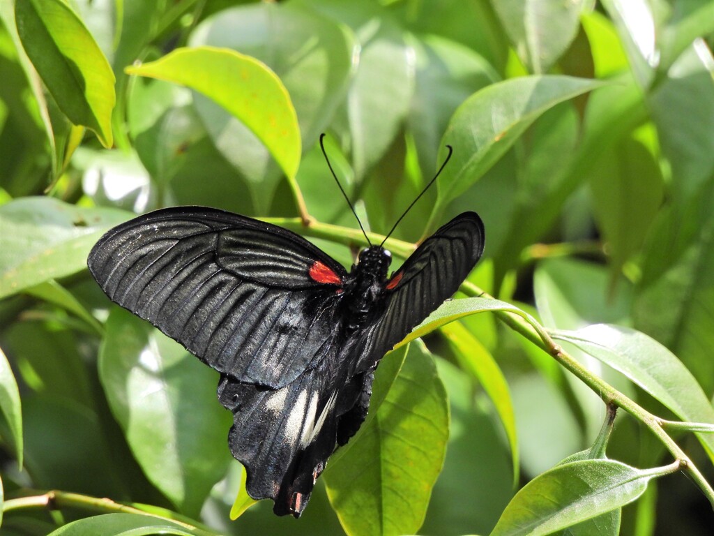 長崎揚羽♀