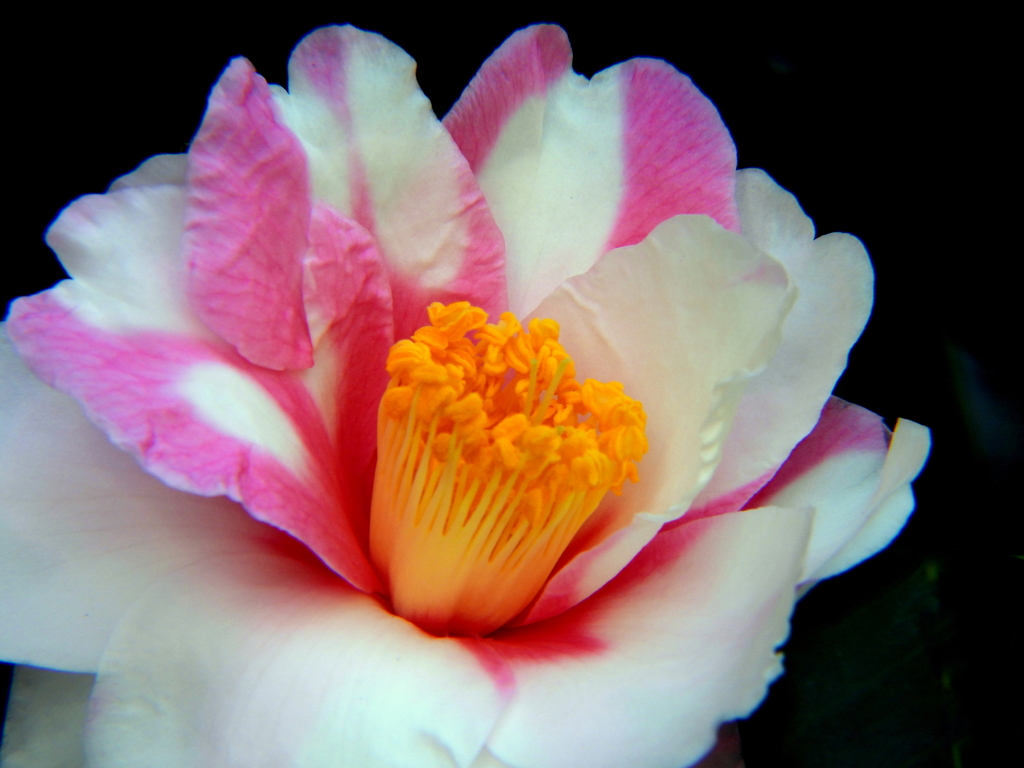 山茶花