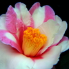 山茶花