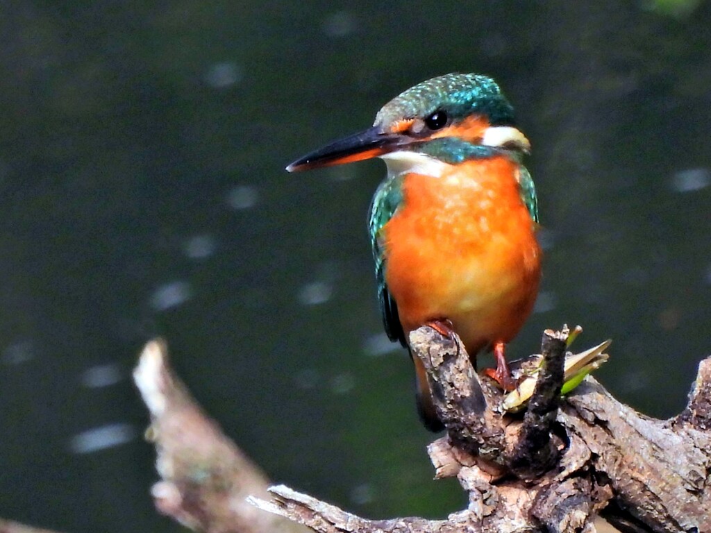 代々木公園のカワセミ