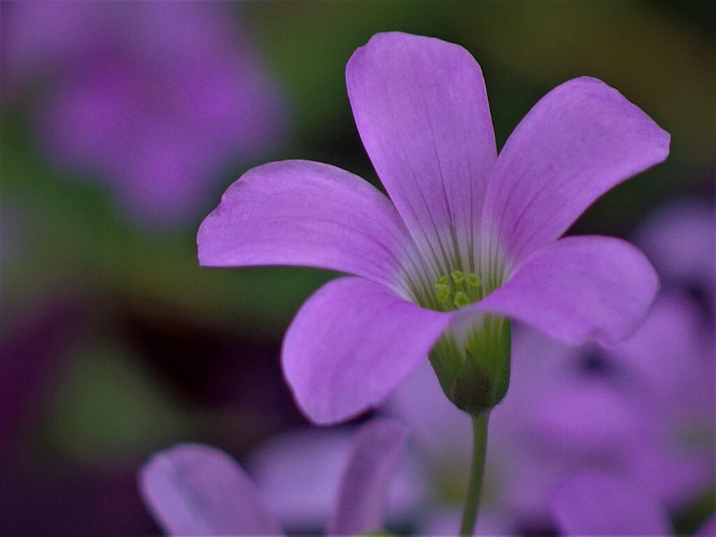 紫の舞