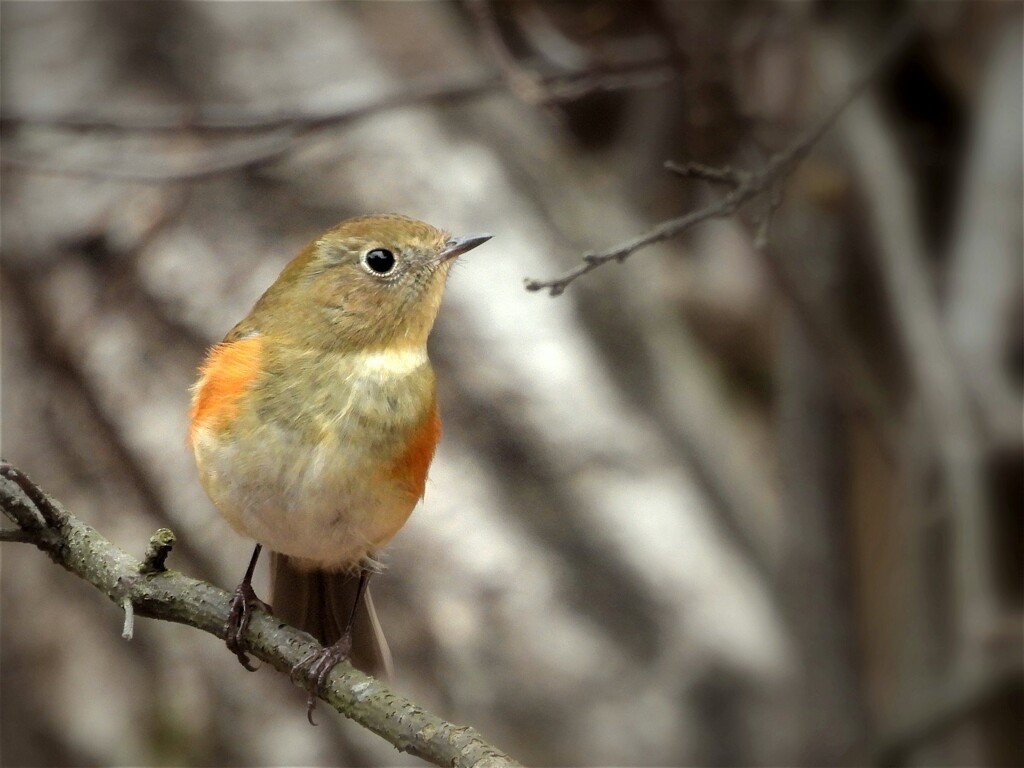 瑠璃鶲♀