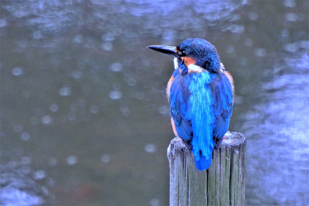 心字池のカワセミ
