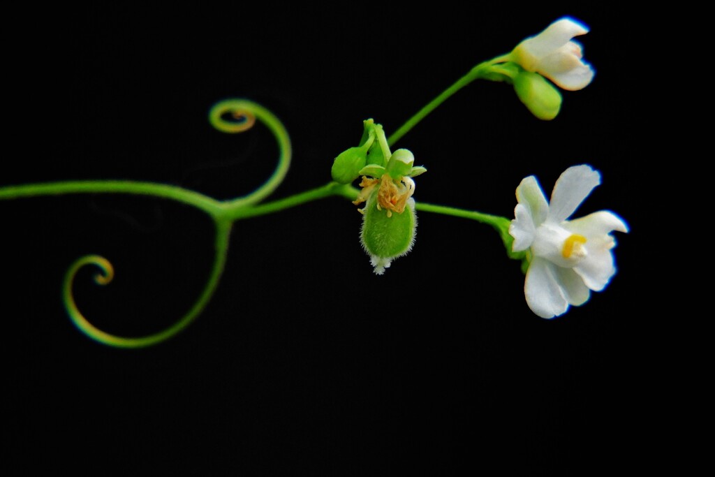 風船葛の花 