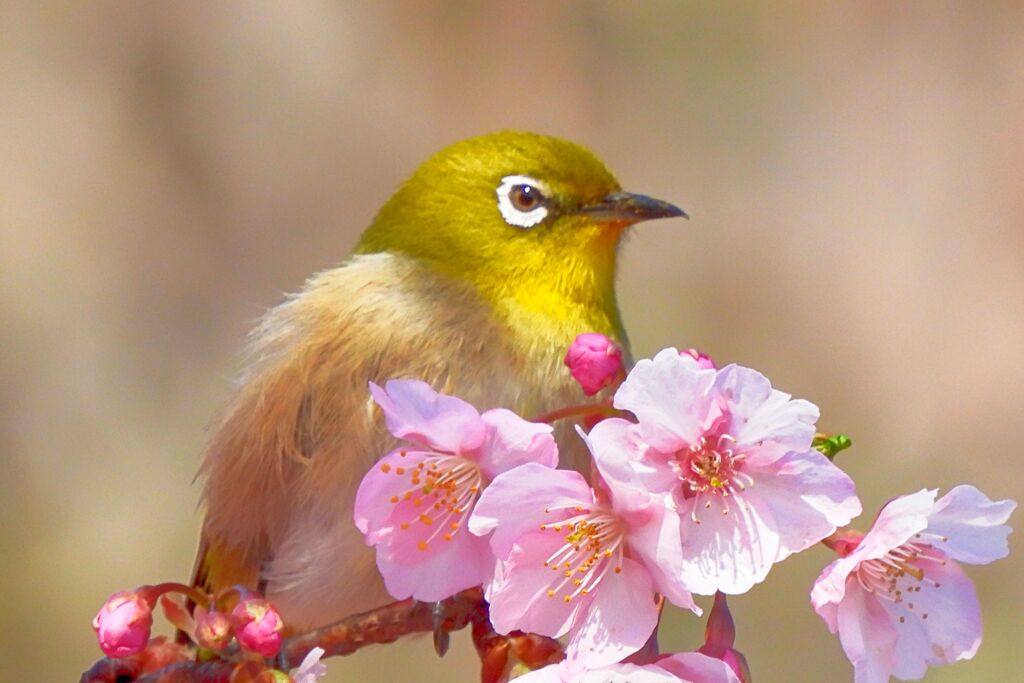 江戸彼岸桜にメジロ 