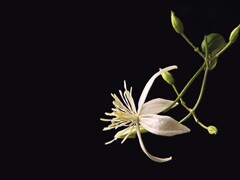 仙人草