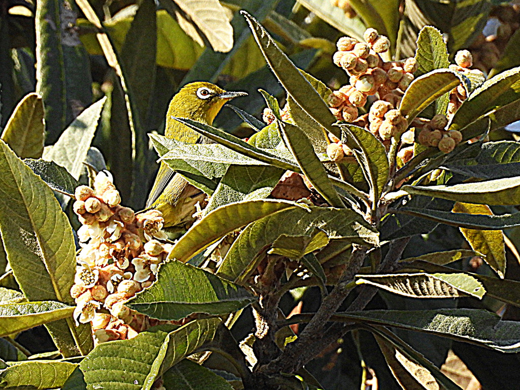 琵琶の花にメジロ
