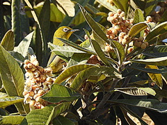 琵琶の花にメジロ
