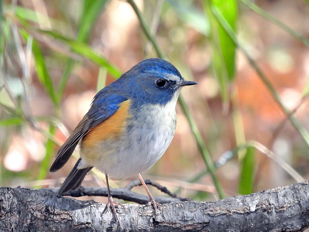 ルリビタキ♂