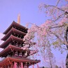 高幡不動の桜