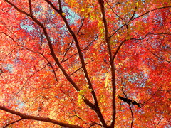 井の頭公園の紅葉