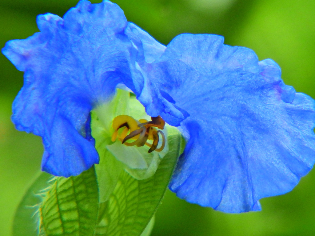 大帽子花