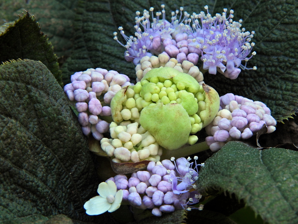 玉紫陽花