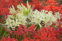 1紅白