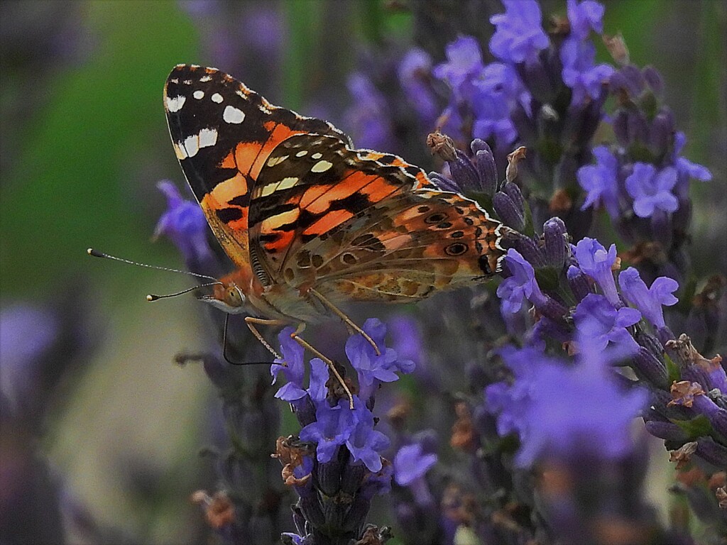花と蝶