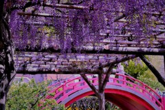 太鼓橋と藤の花