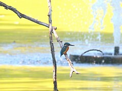噴水とカワセミ