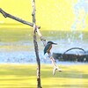 噴水とカワセミ