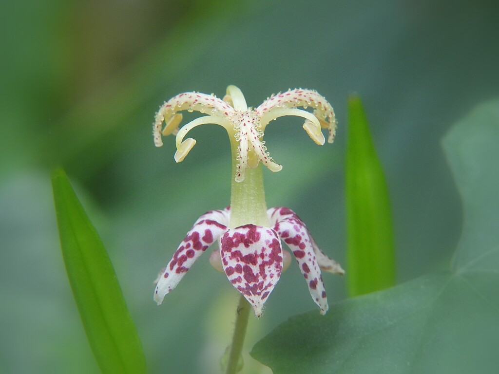 山杜鵑草